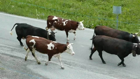 Herd coming down from the pasture Video stock 142537926