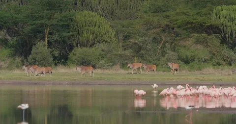 Herd of Common Elands walking past Lesser Flamingos in lake Video stock 314794463
