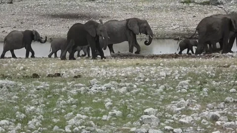 Herd continues walking; many calves visible — Part 2 Stock Footage 320789984