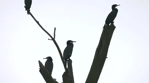 A herd of cormorants on an old tree, 4K slomo Stock Footage 169075928