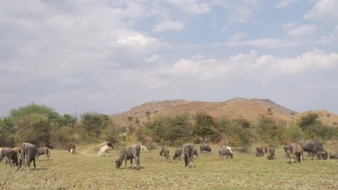 Herd of cow and buffalo cattle grazing fresh grass on mountain in india Stock Footage 158134451