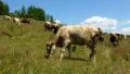 Herd of cow HD Footage