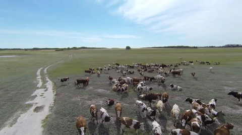 Herd cows Aerials Video stock 54353532