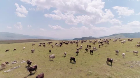 A herd of cows against the backdrop of a lake Stock Footage 296172812
