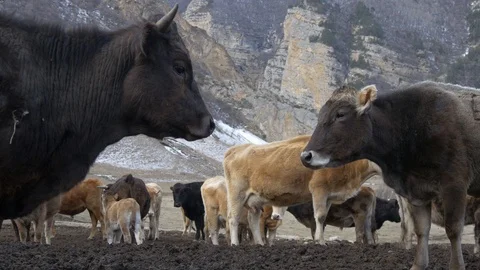 Herd of cows against the background of rocks Stock Footage 87736468