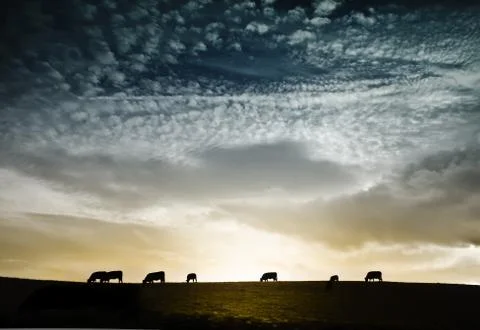 Herd of cows against dramatic sunset Foto stock