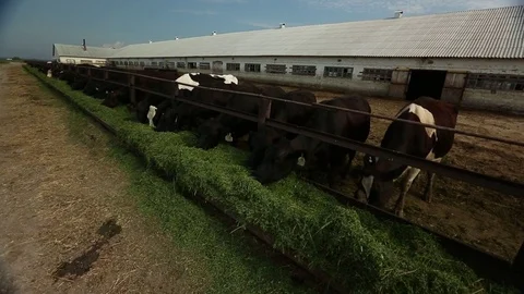 A herd of cows is alfalfa in an open paddock Stock Footage 73559779