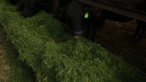 A herd of cows is alfalfa in an open paddock Stock Footage 73560270