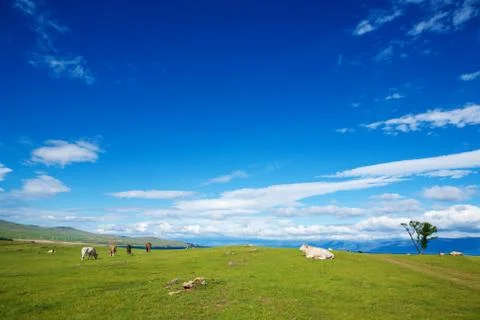 Herd of Cows on  Alpine  Ecologically Clean Pasture in Summer Day Stock Photos