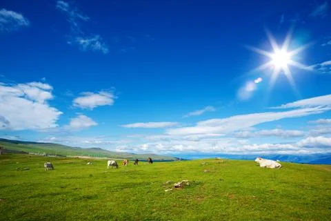 Herd of Cows on  Alpine  Ecologically Clean Pasturein Summer Day Stock Photos