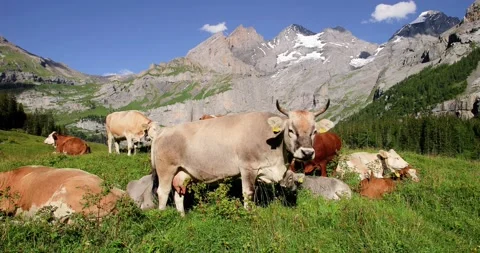 Herd of cows in an Alpine meadow, with mountains and blue sky in the background Stock Footage 138987596