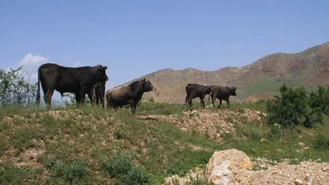 Herd of Cows in Amaghu Valley around the Noravank Monastery, Armenia 3 Vidéo 90447309