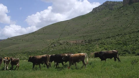 Herd of Cows in Amaghu Valley around the Noravank Monastery, Armenia 2 Vidéo 90447319