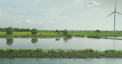 Herd of cows and birds at a river Stock Footage 204869102