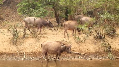 Herd of cows and buffaloes eating grass near river in tropical forest Stock Footage 254959892