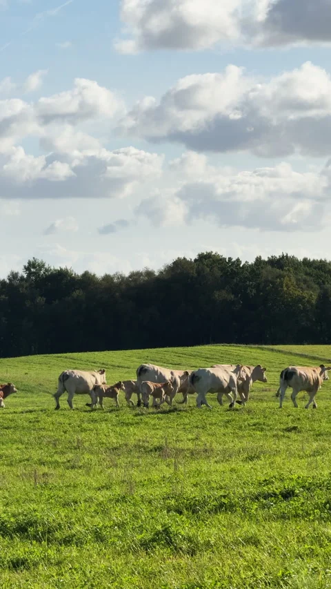 Herd of cows and calves running through a lush green field Stock Footage 324598599