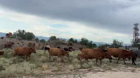 Herd of Cows and Calves Walking on a Rural Farm Stock Footage 315674831