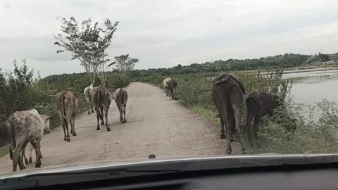 A herd of cows and calves, walks on a paved road through a rural road Stock Footage 312459783