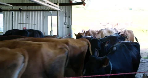 Herd of cows and cattle jersey and canadian race coming in entering the farm Vídeo Stock 165267153