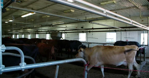Herd of cows and cattle jersey and canadian race coming in entering the farm Stock Footage 165267378
