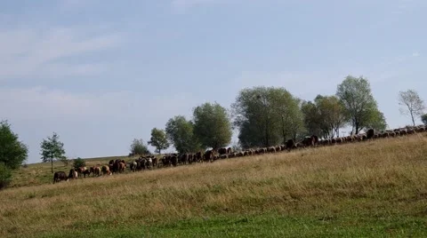 Herd of cows and flock of sheep Stock Footage 55219945