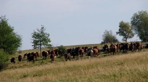 Herd of cows and flock of sheep Stock Footage 55219959