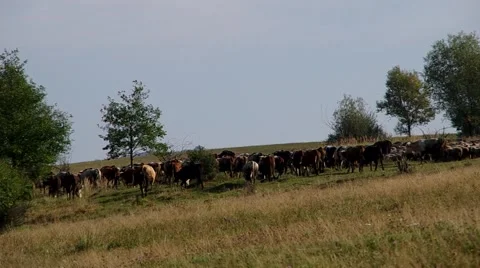 Herd of cows and flock of sheep Stock Footage 55219968