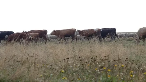 Herd of cows and flock of sheep Stock Footage 80565532