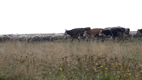 Herd of cows and flock of sheep Stock Footage 80565576