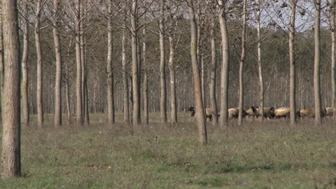 Herd of cows and flock of sheep. Video stock 153188124
