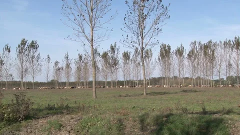 Herd of cows and flock of sheep. Video stock 153189177