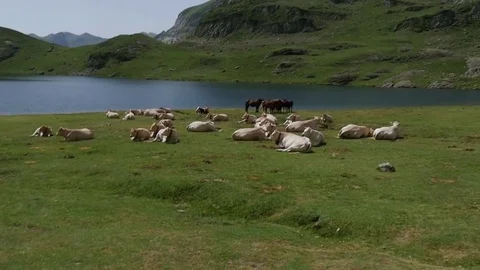 Herd of cows and horses near a mountain lake Stock Footage