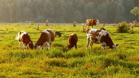 A herd of cows and pigs grazing in the summer sunset. Stock Footage 83555317