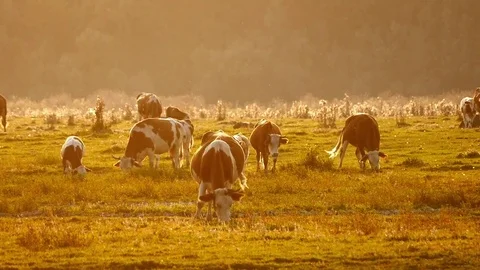 A herd of cows and pigs grazing in the summer sunset. Stock Footage 83555804