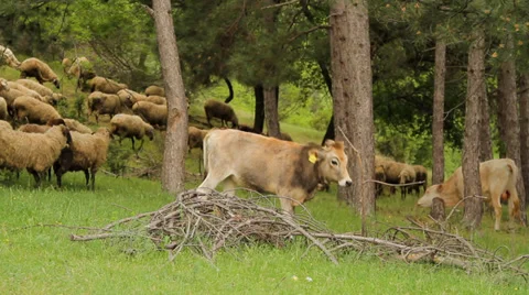 Herd of cows and sheep grazing in the wood Stock Footage 33878298
