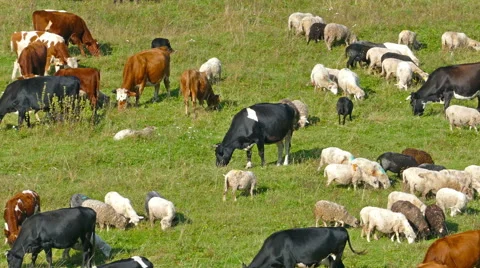 Herd of cows and sheep grazing on meadow Stock Footage