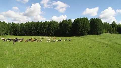 Herd of cows and sheep grazing on a green meadow. Stock Footage 103580070
