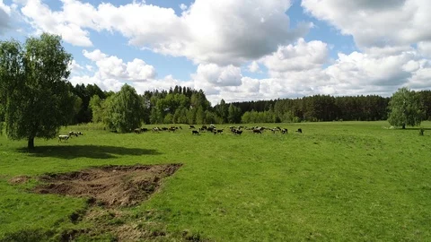 Herd of cows and sheep grazing on a green meadow. Stock Footage 103580184