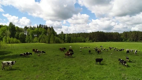 Herd of cows and sheep grazing on a green meadow. Stock Footage 103580343