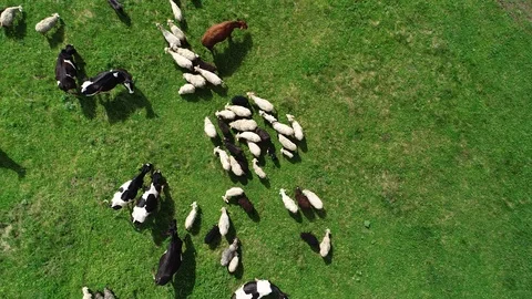 Herd of cows and sheep grazing on a green meadow. Stock Footage 103580380