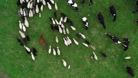Herd of cows and sheep grazing on a green meadow. Stock Footage 103580656