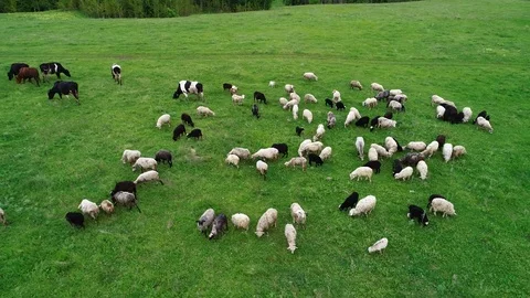 Herd of cows and sheep grazing on a green meadow. Stock Footage 103580735