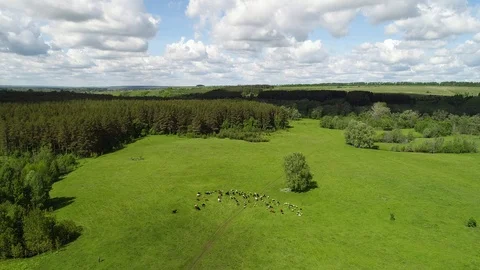 Herd of cows and sheep grazing on a green meadow. Stock Footage 103580929
