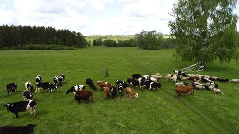 Herd of cows and sheep grazing on a green meadow. Herdsman driving a flock. Stock Footage 103581040