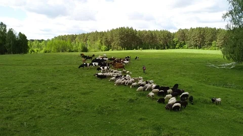 Herd of cows and sheep grazing on a green meadow. Herdsman driving a flock. Stock Footage 103581061