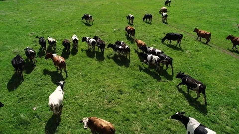 Herd of cows and sheep grazing on a green meadow. Stock Footage
