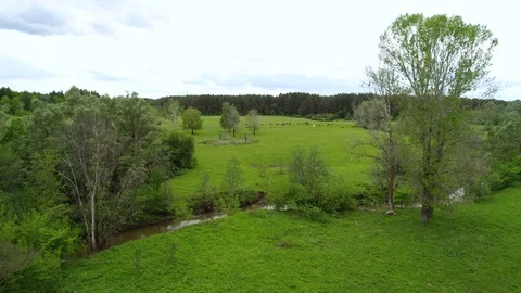Herd of cows and sheep grazing on a green meadow. Stock Footage 103581285