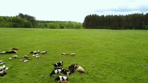 Herd of cows and sheep grazing on a green meadow. Summer sunny day Stock Footage 103581413