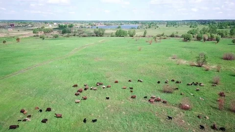 Herd of cows and sheep on a green meadow sky view Stock Footage 108226237