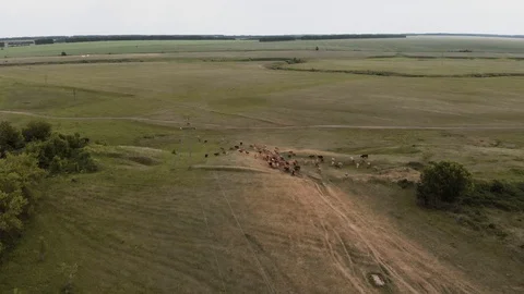 A herd of cows and a shepherd go to pasture. Aerial view 4K Stock Footage 109947717